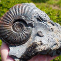 Amaltheus Ammonite Multi-Piece Fossil – 5 Ammonites – Robin Hood’s Bay
