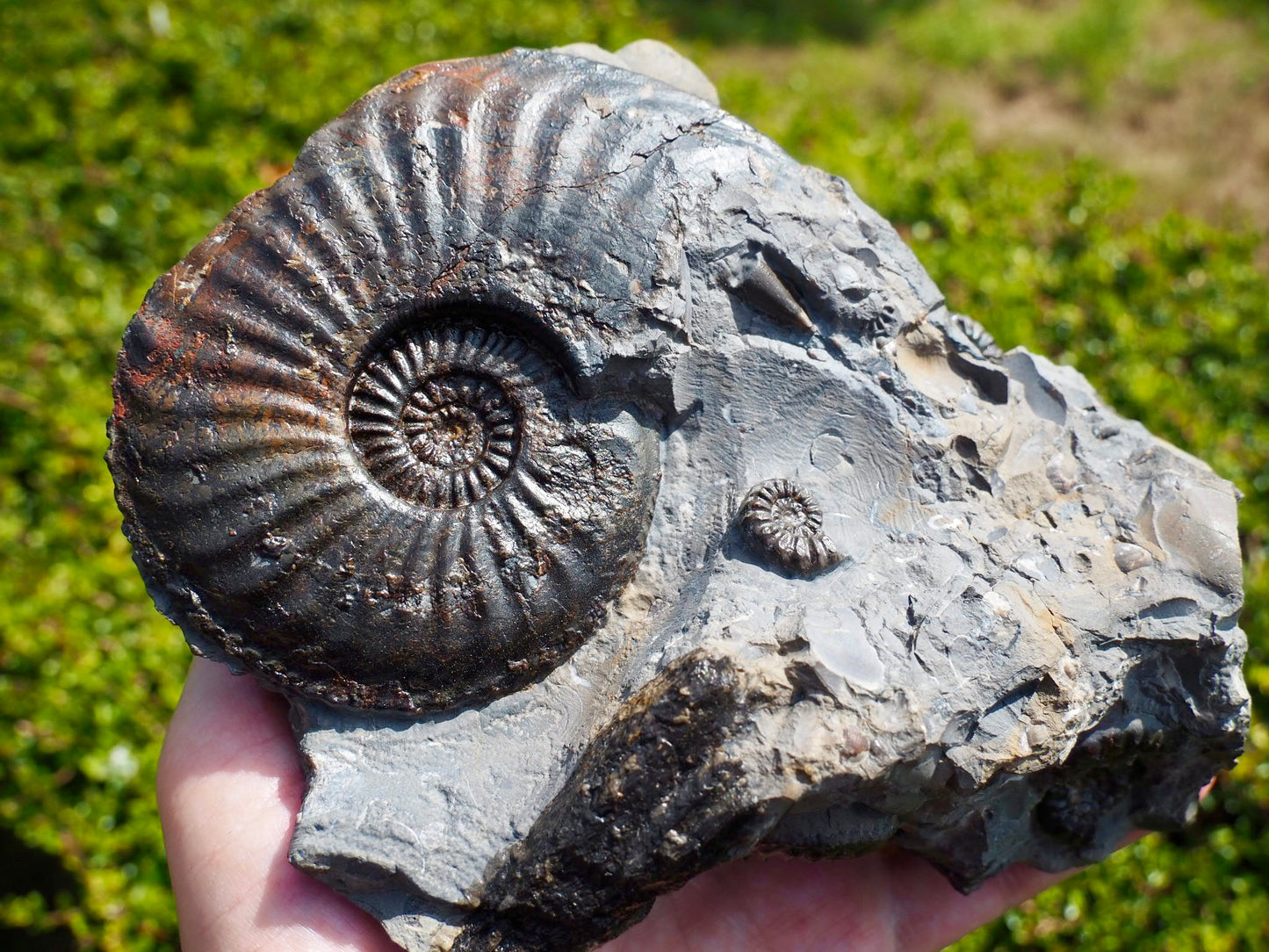 Amaltheus Ammonite Multi-Piece Fossil – 5 Ammonites – Robin Hood’s Bay
