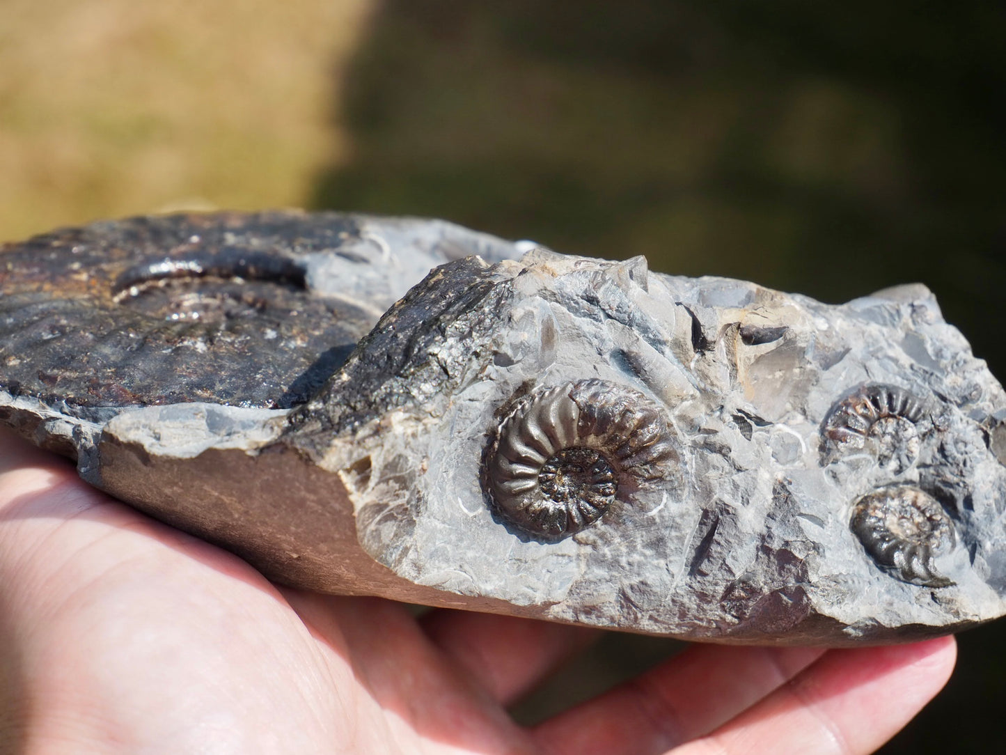Amaltheus Ammonite Multi-Piece Fossil – 5 Ammonites – Robin Hood’s Bay
