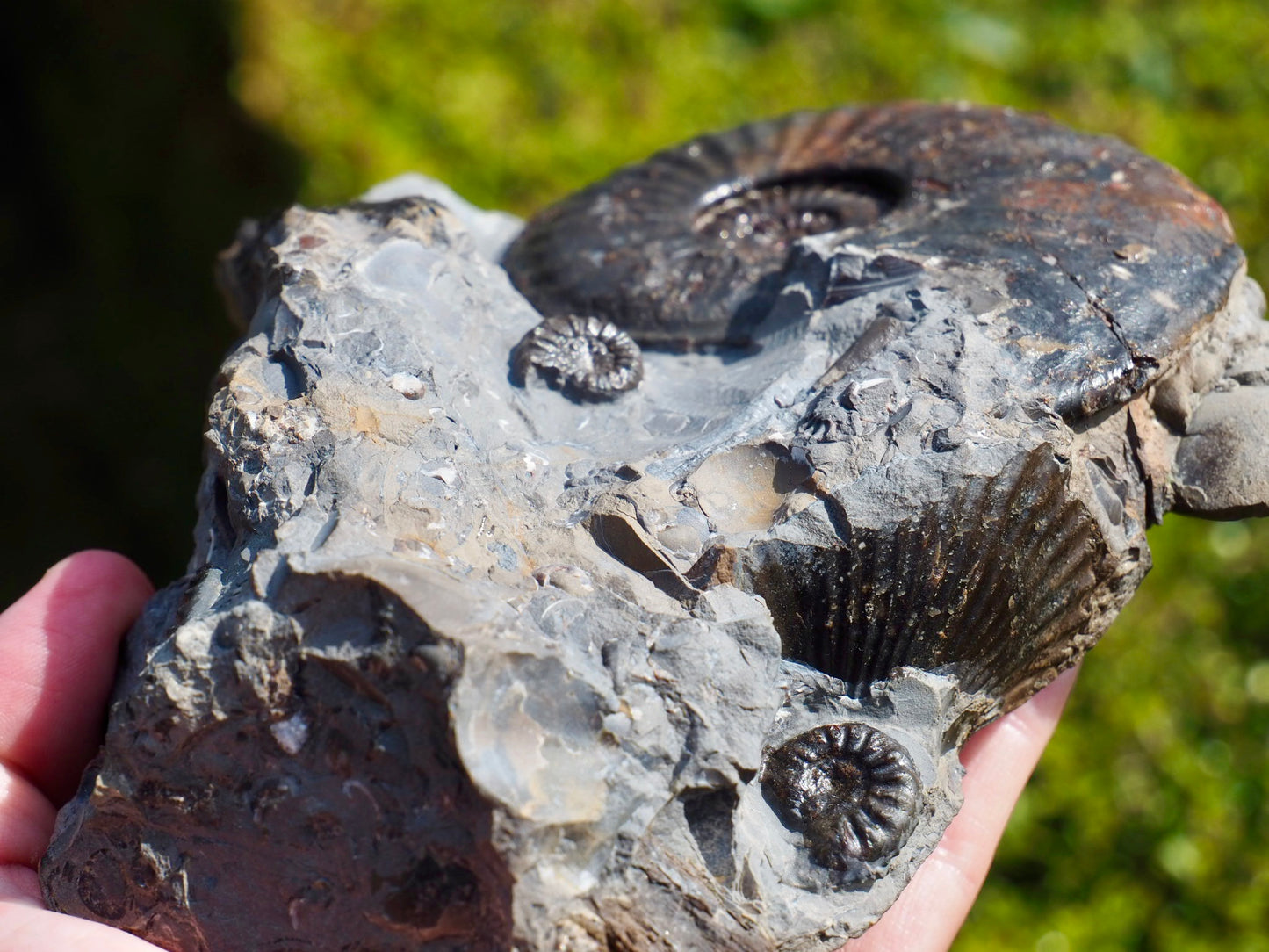 Amaltheus Ammonite Multi-Piece Fossil – 5 Ammonites – Robin Hood’s Bay