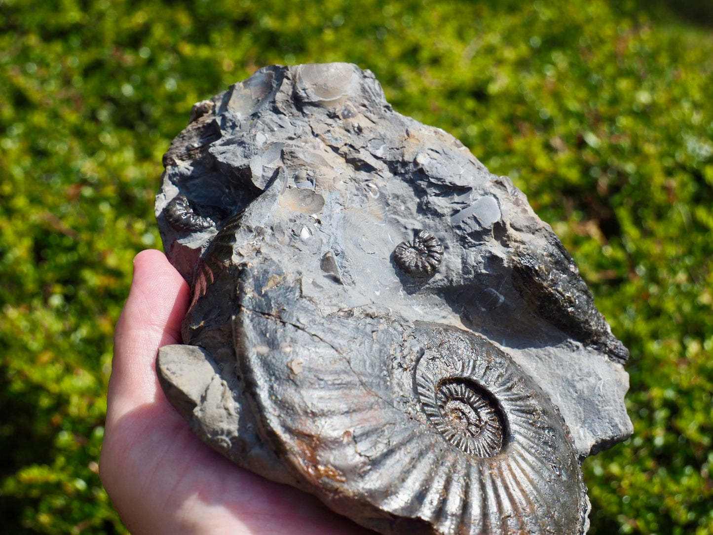 Amaltheus Ammonite Multi-Piece Fossil – 5 Ammonites – Robin Hood’s Bay