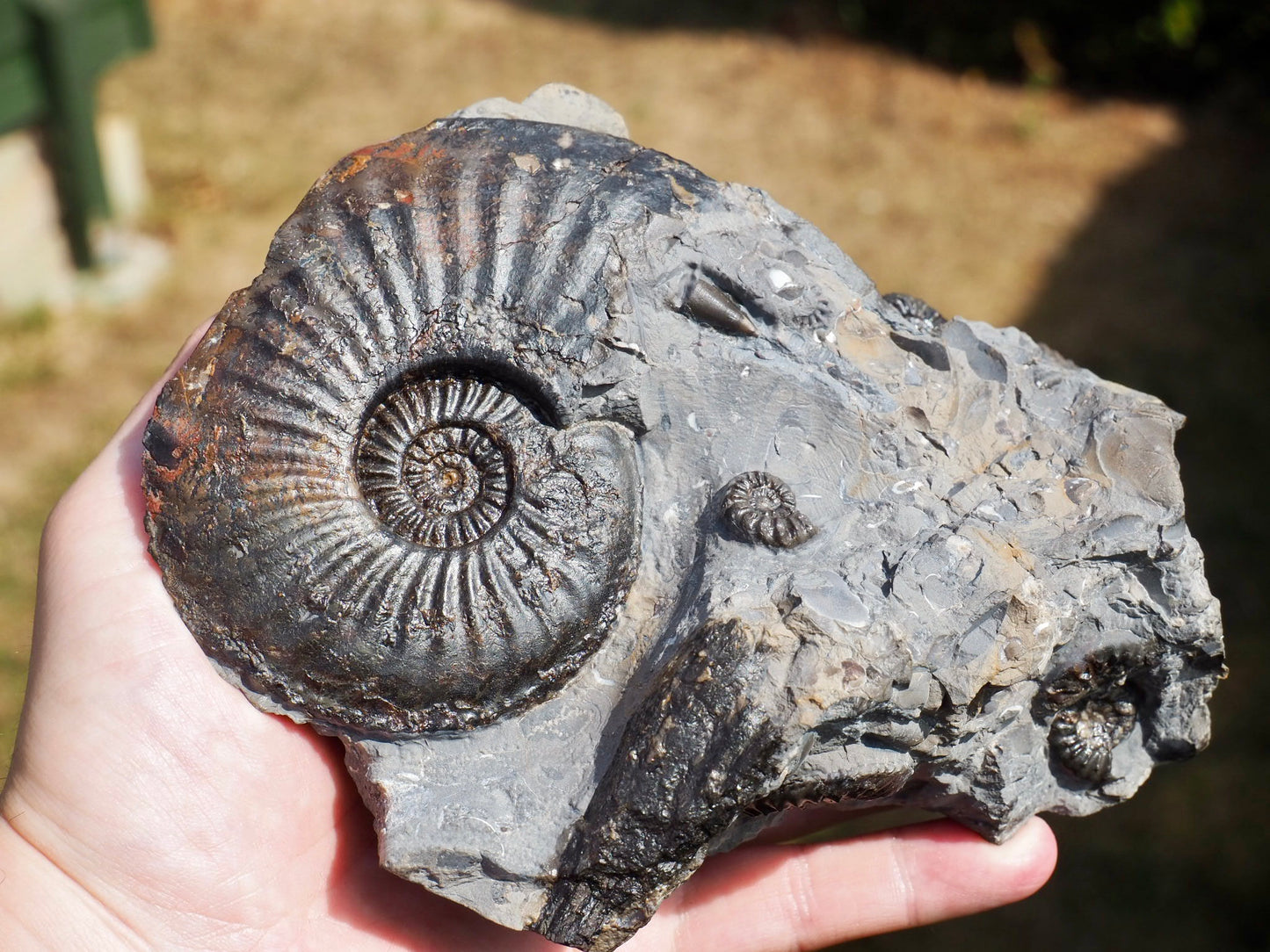 Amaltheus Ammonite Multi-Piece Fossil – 5 Ammonites – Robin Hood’s Bay