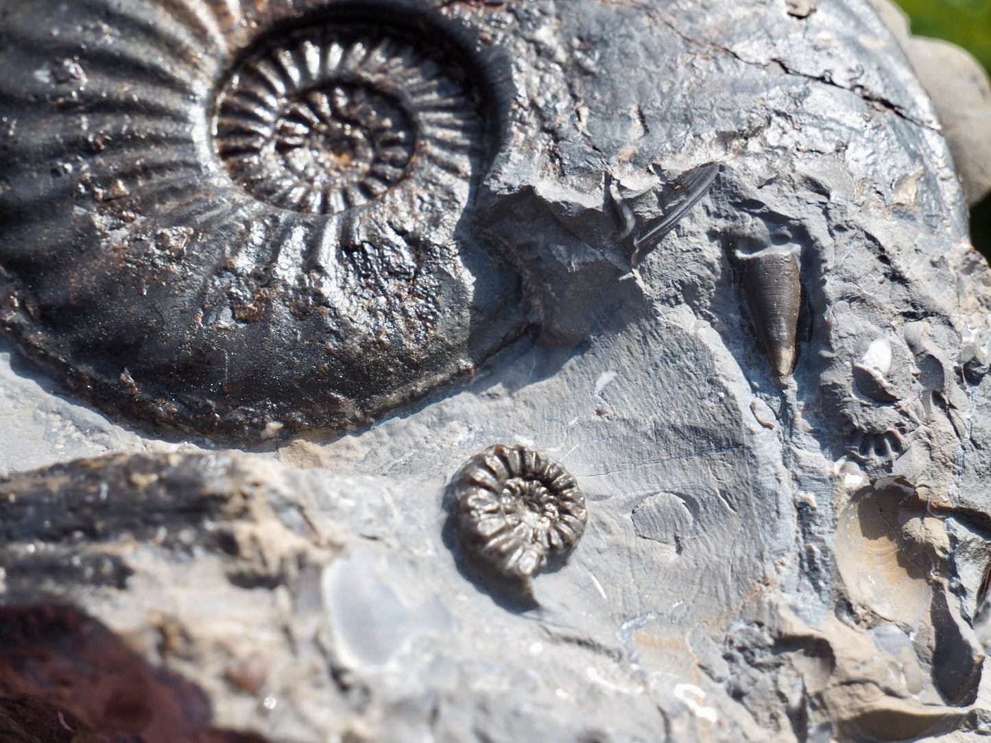 Amaltheus Ammonite Multi-Piece Fossil – 5 Ammonites – Robin Hood’s Bay