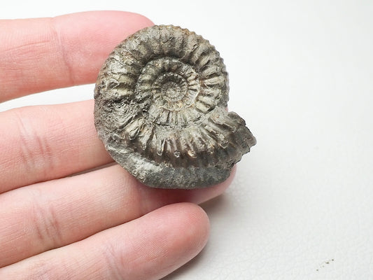 Peronoceras Ammonite Fossil Whitby