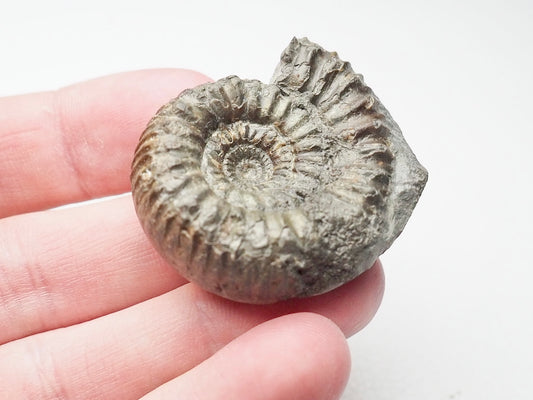 Peronoceras Ammonite Fossil Whitby