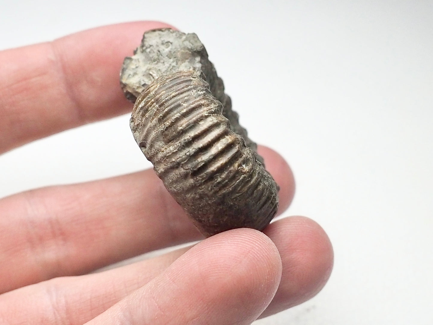 Peronoceras Ammonite Fossil Whitby