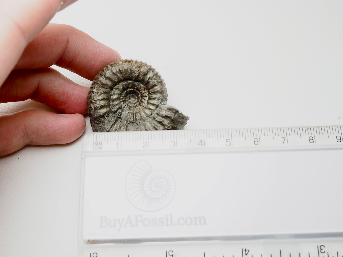 Peronoceras Ammonite Fossil Whitby