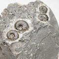 Eleganticeras Ammonite Fossil – Whitby Yorkshire Coast – Jurassic