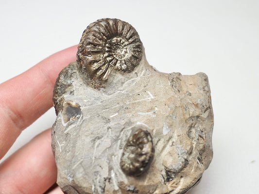 Amaltheus Cluster 5 Ammonites