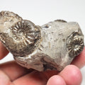 Amaltheus Cluster 5 Ammonite Fossil for Sale – Whitby Yorkshire Coast Jurassic