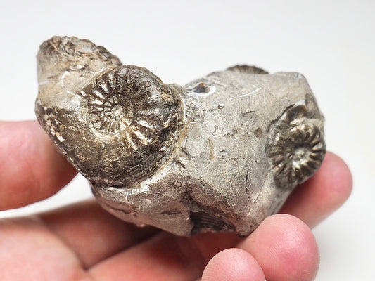 Amaltheus Cluster 5 Ammonites