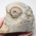 Eleganticeras Ammonite Fossil – Whitby Yorkshire Coast – Jurassic