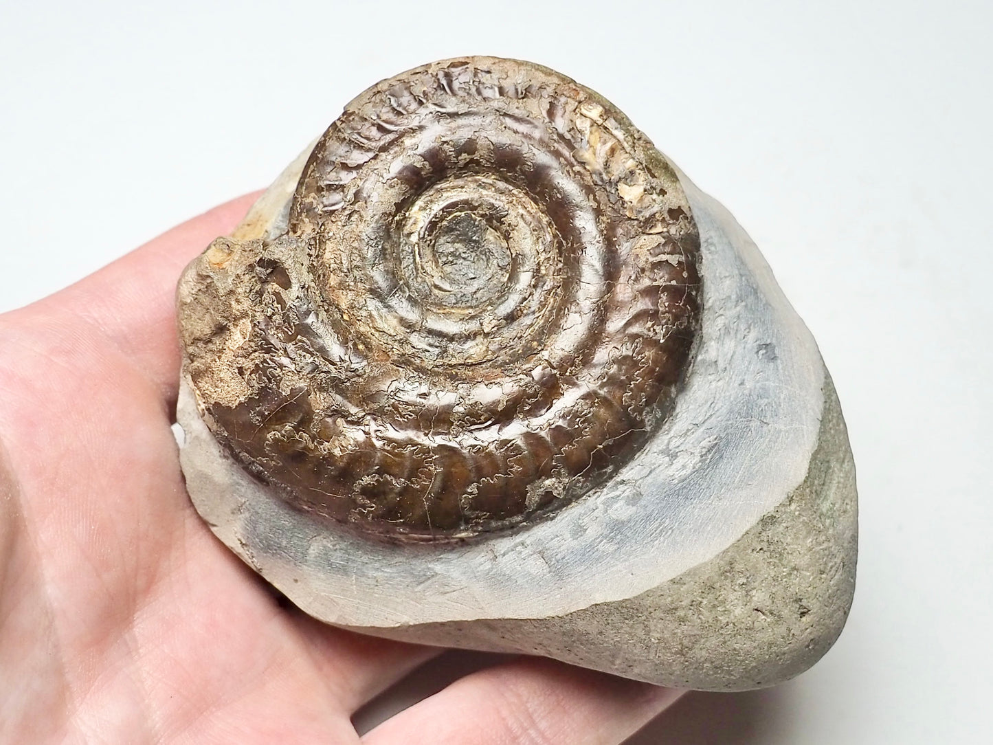 Hildoceras Ammonite