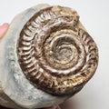 Hildoceras Ammonite Fossil – Whitby Yorkshire Coast – Jurassic