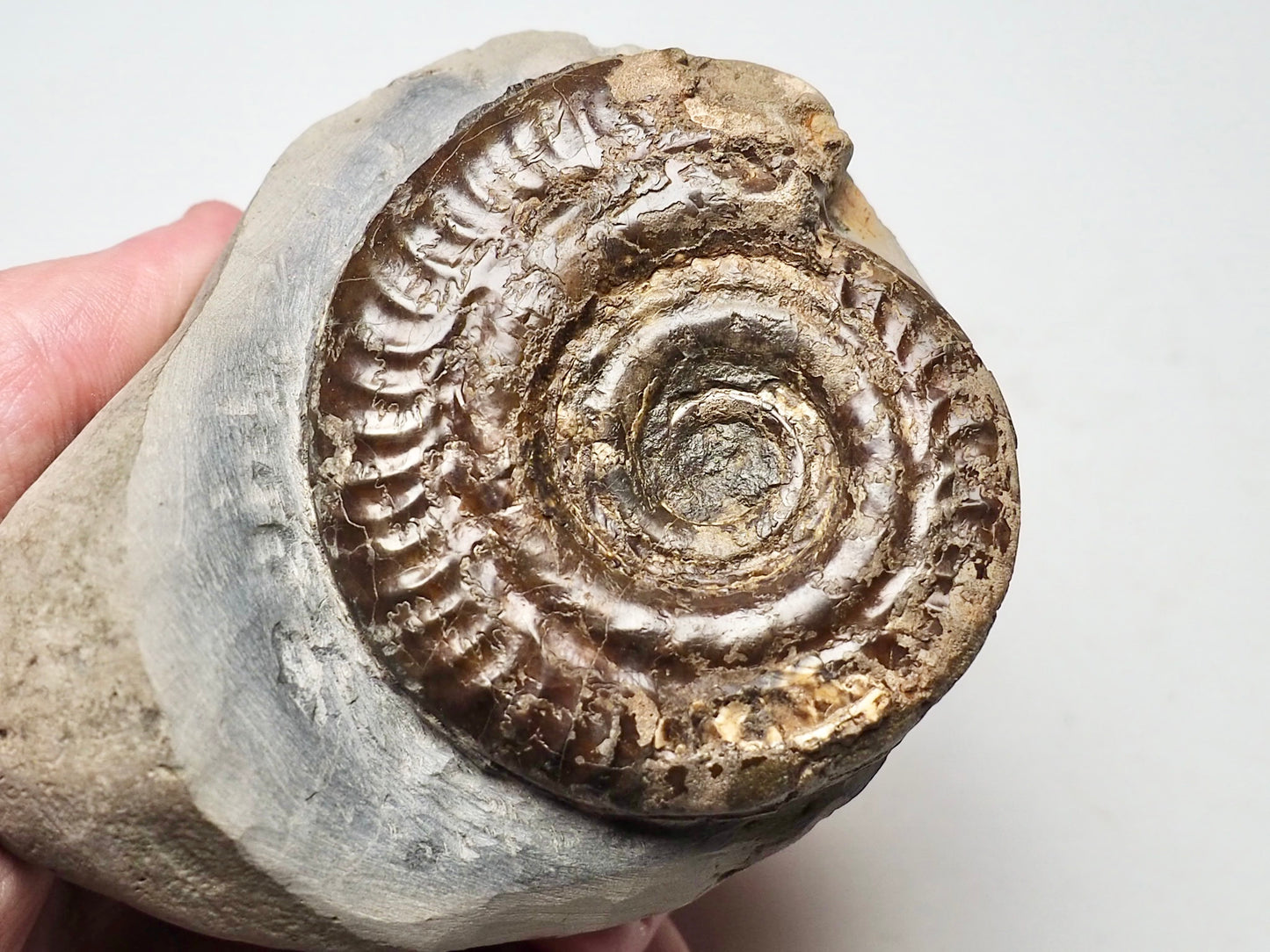 Hildoceras Ammonite