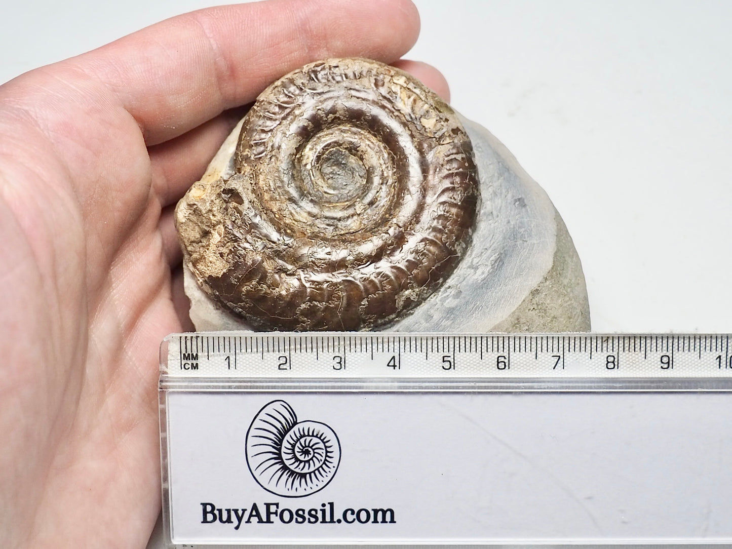 Hildoceras Ammonite