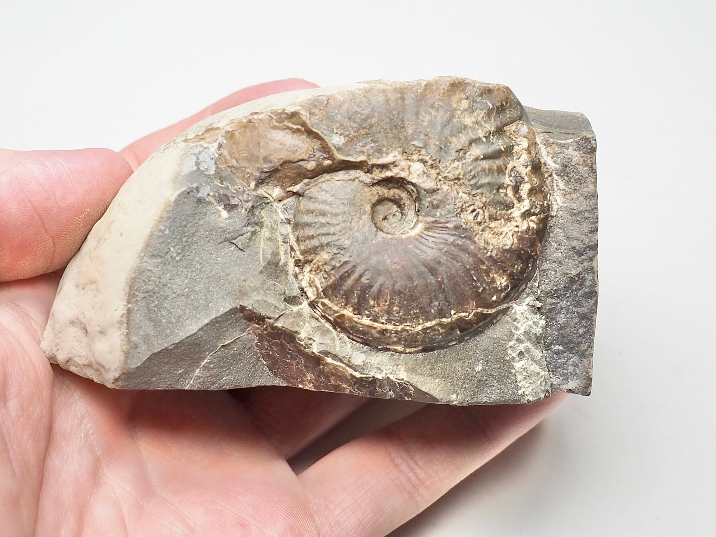 Pseudolioceras Ammonite Whitby