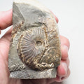 Pseudolioceras Ammonite Fossil – Whitby Yorkshire Coast – Jurassic