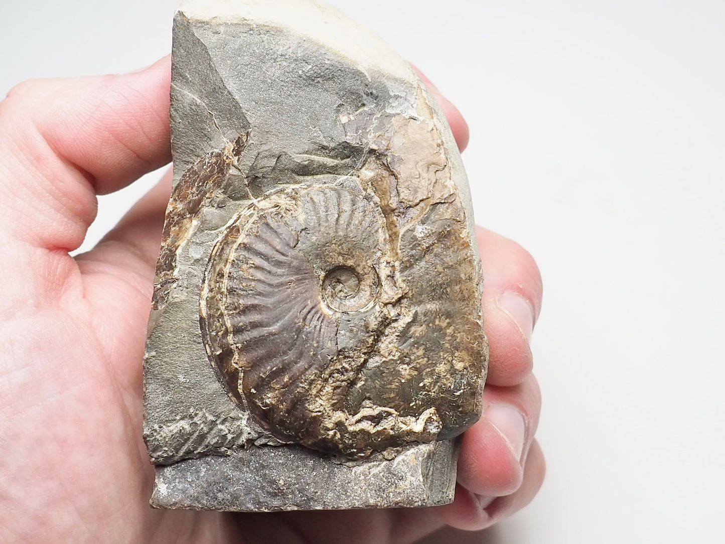 Pseudolioceras Ammonite Whitby