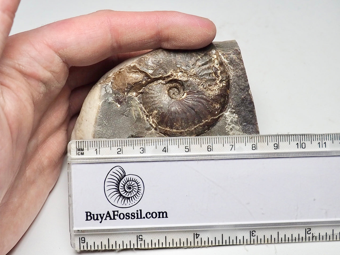 Pseudolioceras Ammonite Whitby