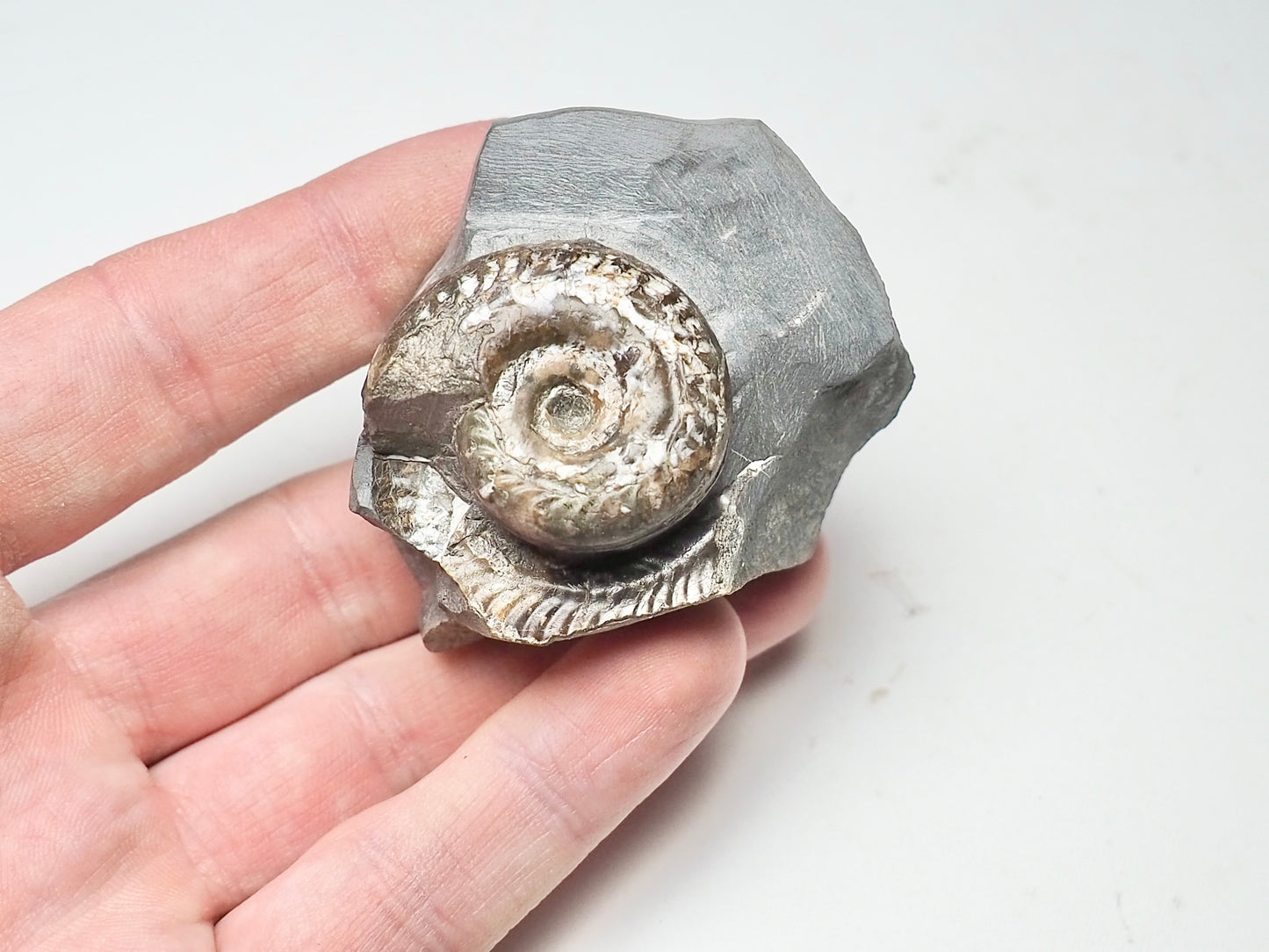 Hildoceras Ammonite