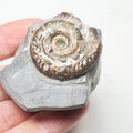 Hildoceras Ammonite Fossil – Whitby Yorkshire Coast – Jurassic