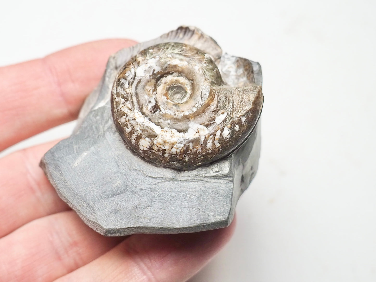 Hildoceras Ammonite