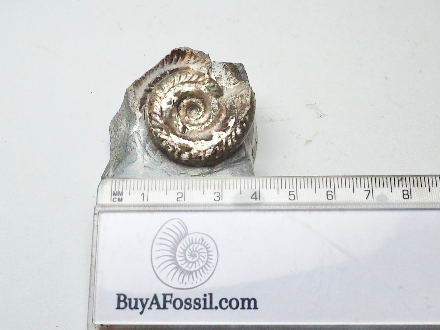 Hildoceras Ammonite