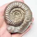 Catacoeloceras Ammonite Fossil – Whitby Yorkshire Coast – Jurassic