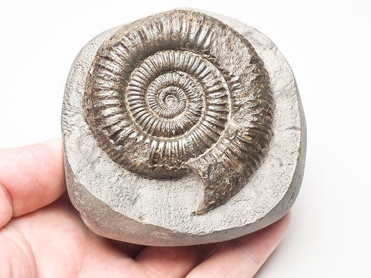 Dactylioceras Ammonite