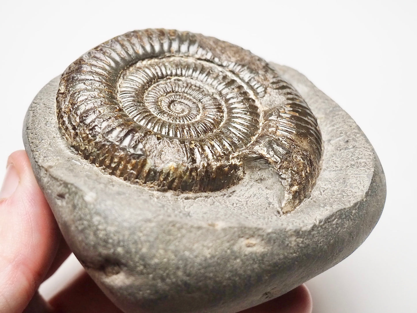 Dactylioceras Ammonite