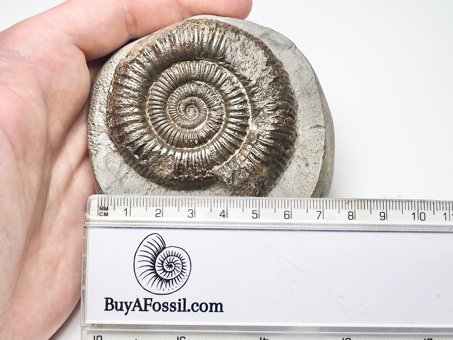 Dactylioceras Ammonite