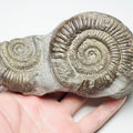 Dactylioceras Ammonite Fossil for Sale – Whitby Yorkshire Coast Jurassic