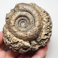 Rockpool Semicelatum Dactylioceras Ammonite Fossil for Sale – Whitby Yorkshire Coast Jurassic