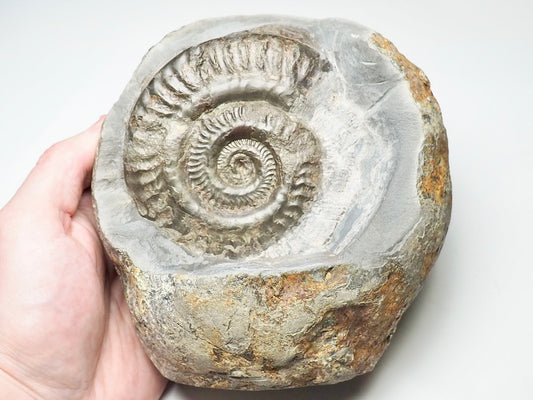 Hildoceras Ammonite Display Piece