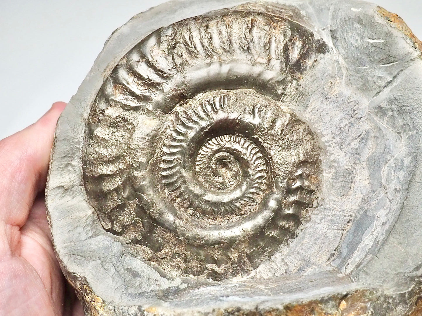 Hildoceras Ammonite Display Piece