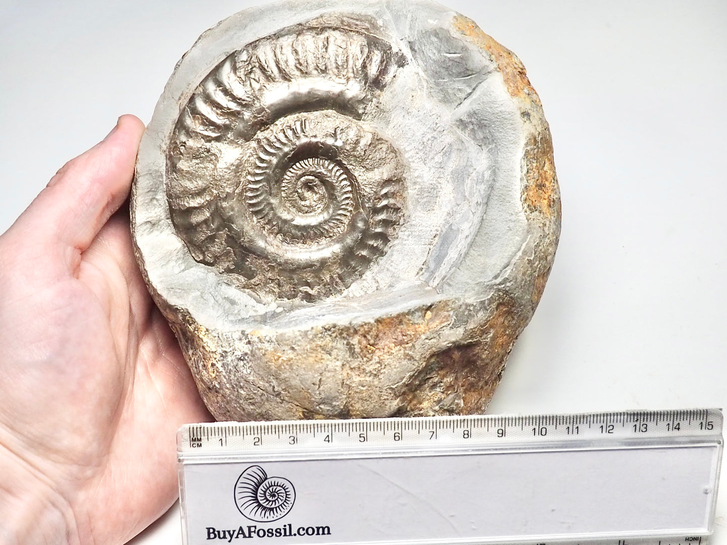 Hildoceras Ammonite Display Piece