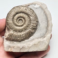 Peronoceras Ammonite Fossil – Whitby Yorkshire Coast – Jurassic