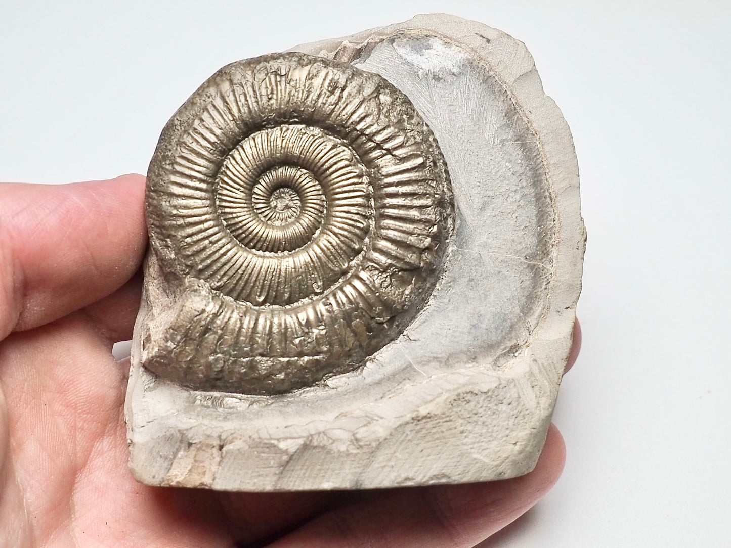 Peronoceras Ammonite Fossil Whitby