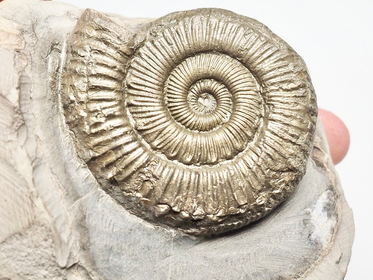 Peronoceras Ammonite Fossil Whitby