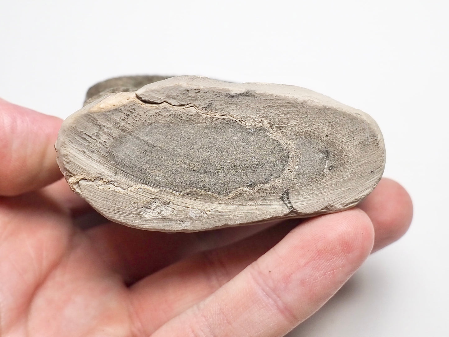 Peronoceras Ammonite Fossil Whitby