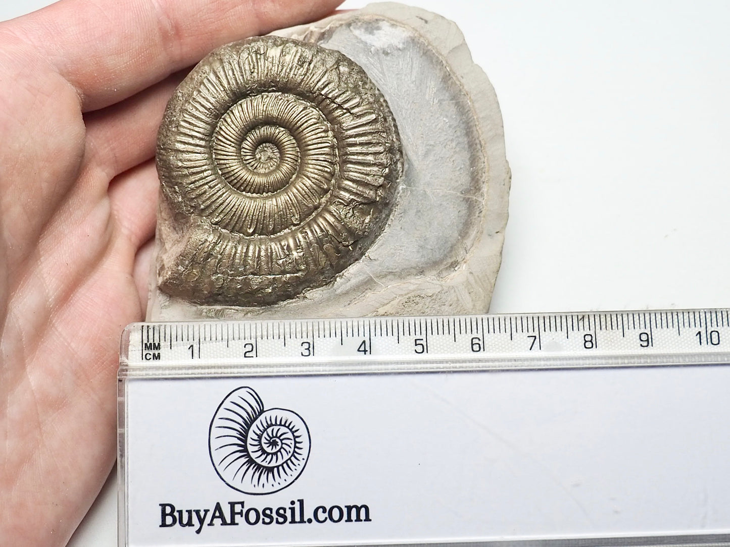 Peronoceras Ammonite Fossil Whitby