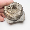 Peronoceras Ammonite Fossil – Whitby Yorkshire Coast – Jurassic