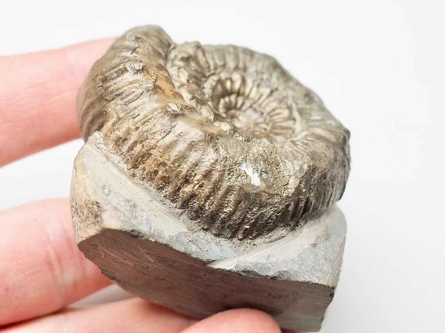 Peronoceras Ammonite Fossil Whitby