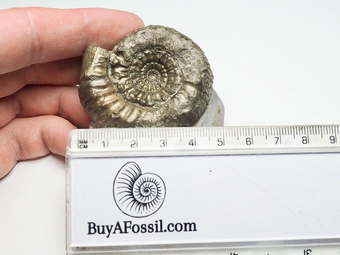 Peronoceras Ammonite Fossil Whitby