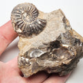Amaltheus Ammonite Fossil for Sale – Whitby Yorkshire Coast Jurassic