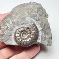 Grammoceras Ammonite Fossil – Whitby Yorkshire Coast – Jurassic