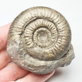 Catacoeloceras Ammonite Fossil – Whitby Yorkshire Coast – Jurassic