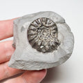 Euagassiceras In Matrix Ammonite Fossil for Sale – Whitby Yorkshire Coast Jurassic