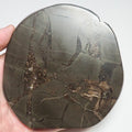 Polished Septarian Nodule With Bone